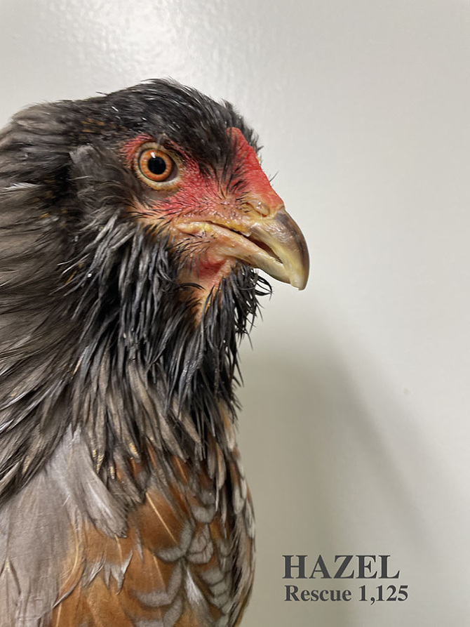 Who lives at Chicken Run Rescue? - CRR