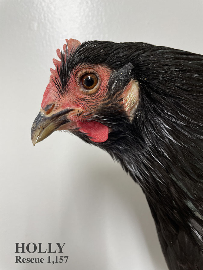 Who lives at Chicken Run Rescue? - CRR