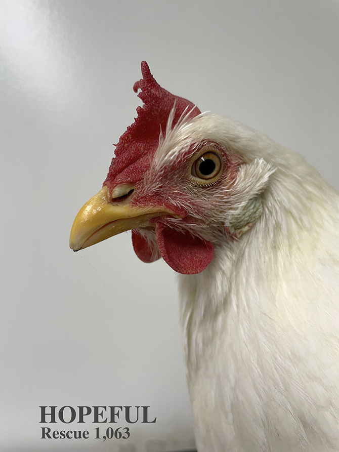 Who lives at Chicken Run Rescue? - CRR