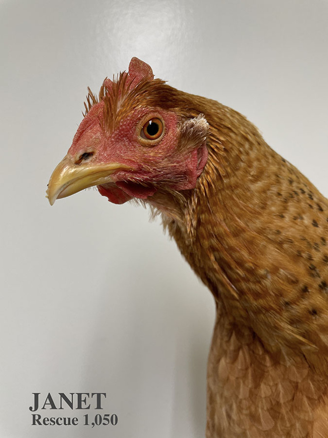 Who lives at Chicken Run Rescue? - CRR