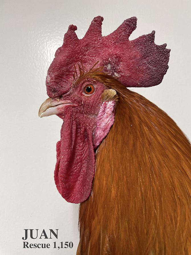 Who lives at Chicken Run Rescue? - CRR
