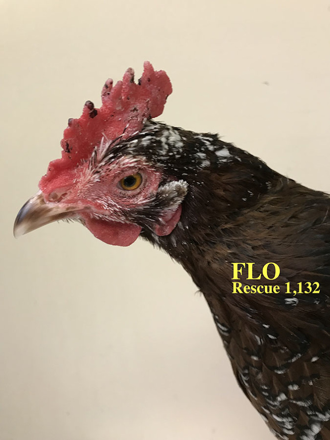 Who lives at Chicken Run Rescue? - CRR