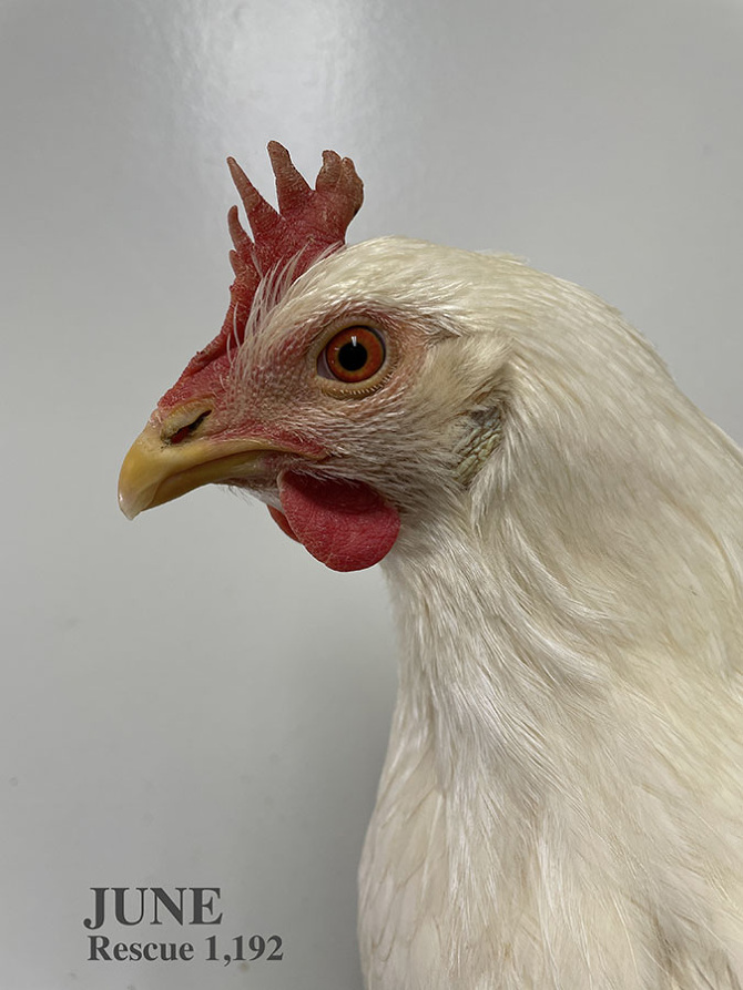 Who lives at Chicken Run Rescue? - CRR