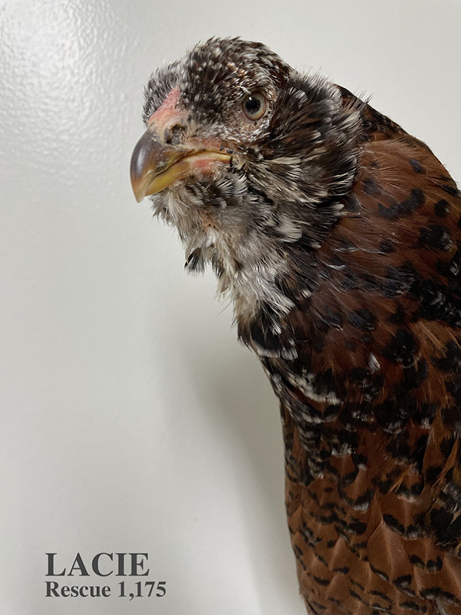 Who lives at Chicken Run Rescue? - CRR