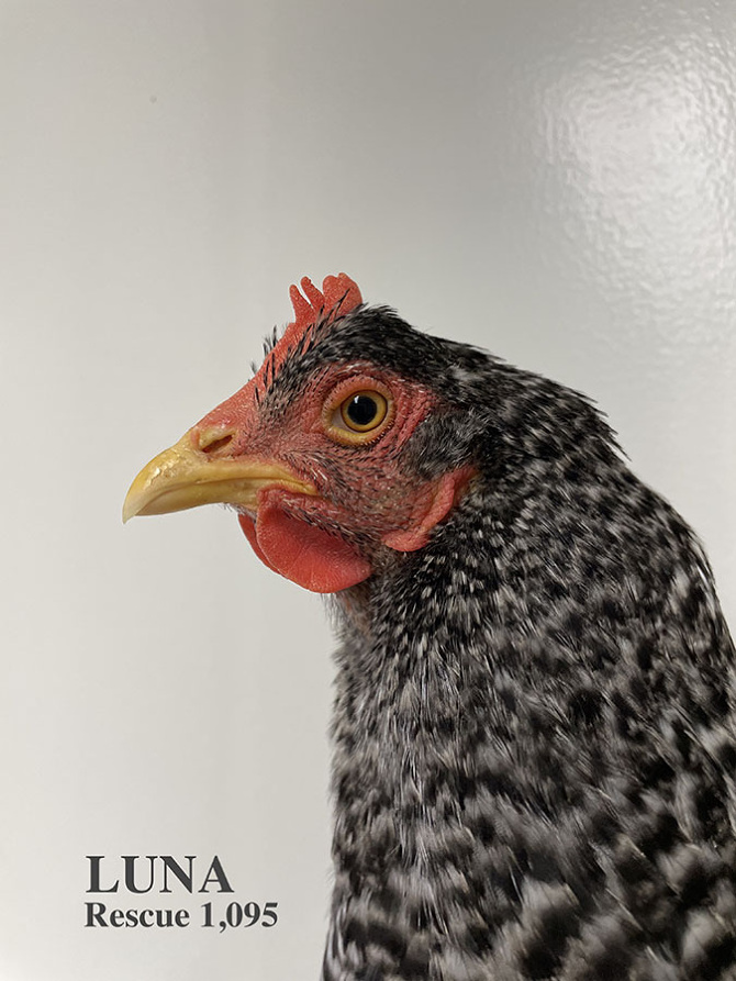Who lives at Chicken Run Rescue? - CRR