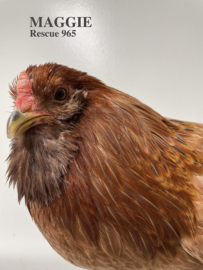 Who lives at Chicken Run Rescue? - CRR