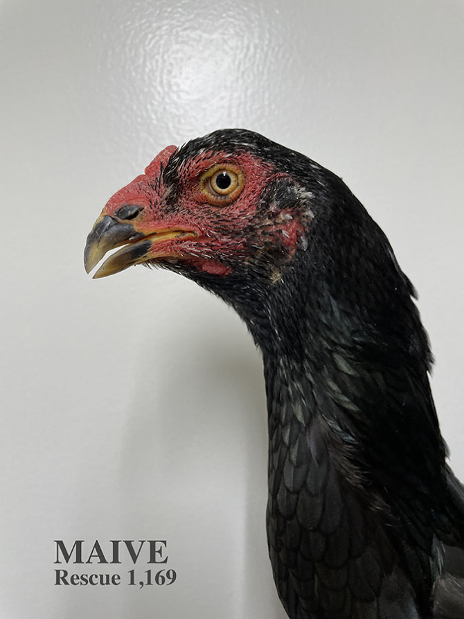 Who lives at Chicken Run Rescue? - CRR