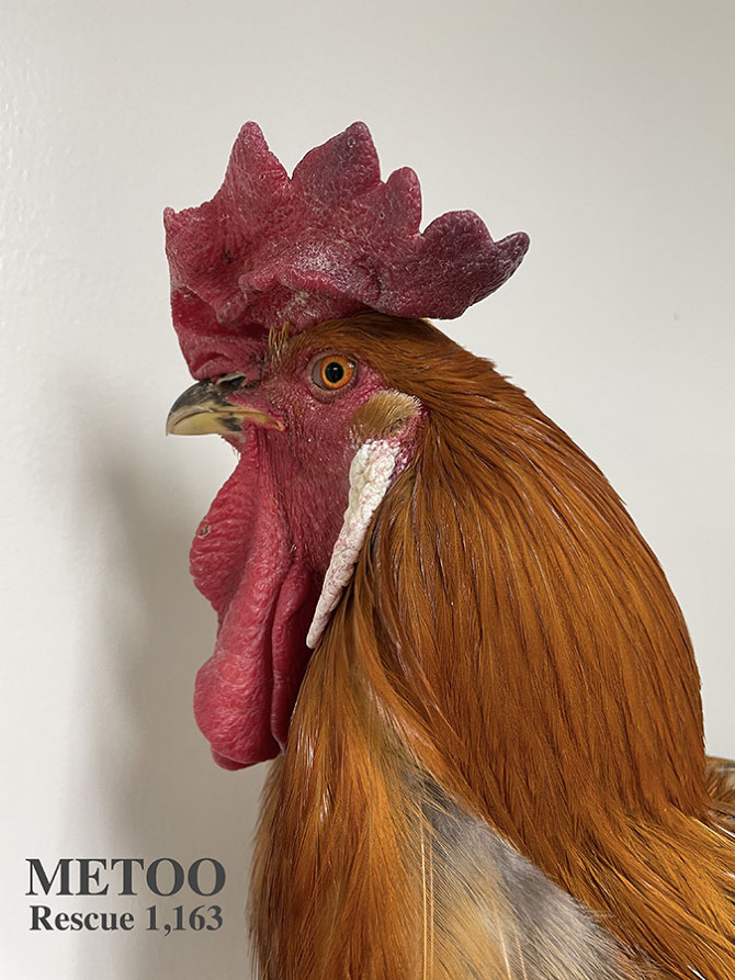 Who lives at Chicken Run Rescue? - CRR