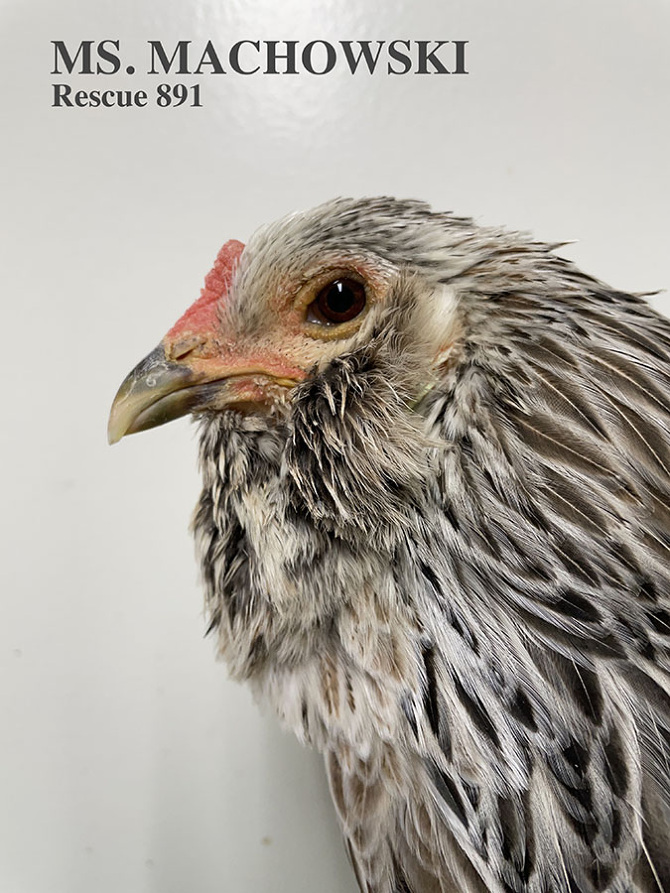 Who lives at Chicken Run Rescue? - CRR