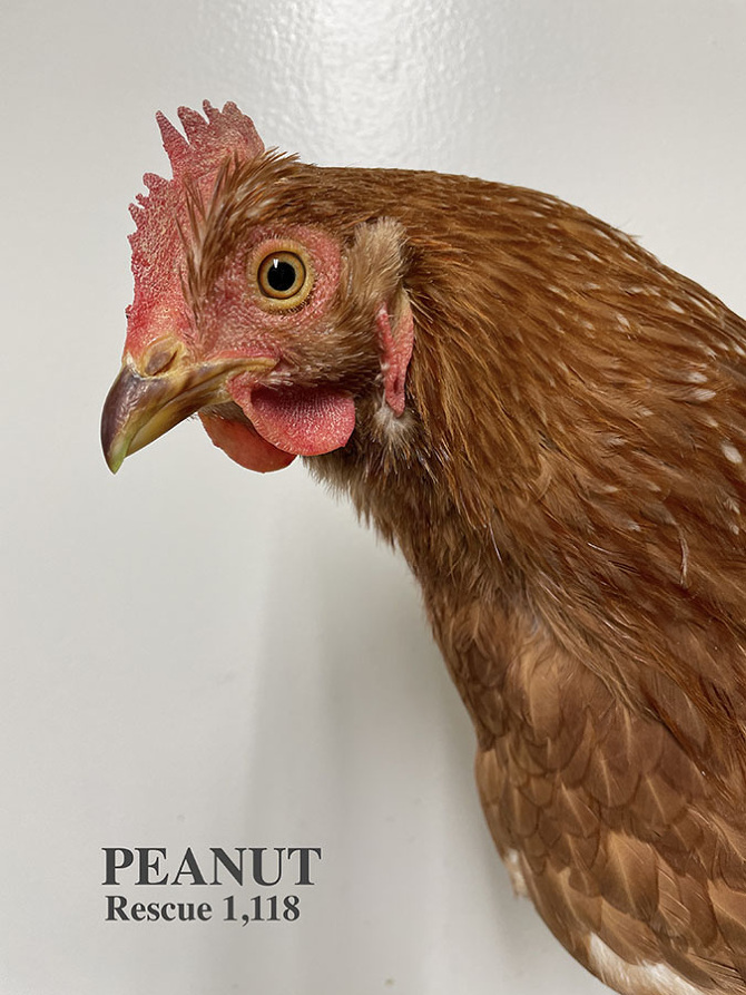 Who lives at Chicken Run Rescue? - CRR