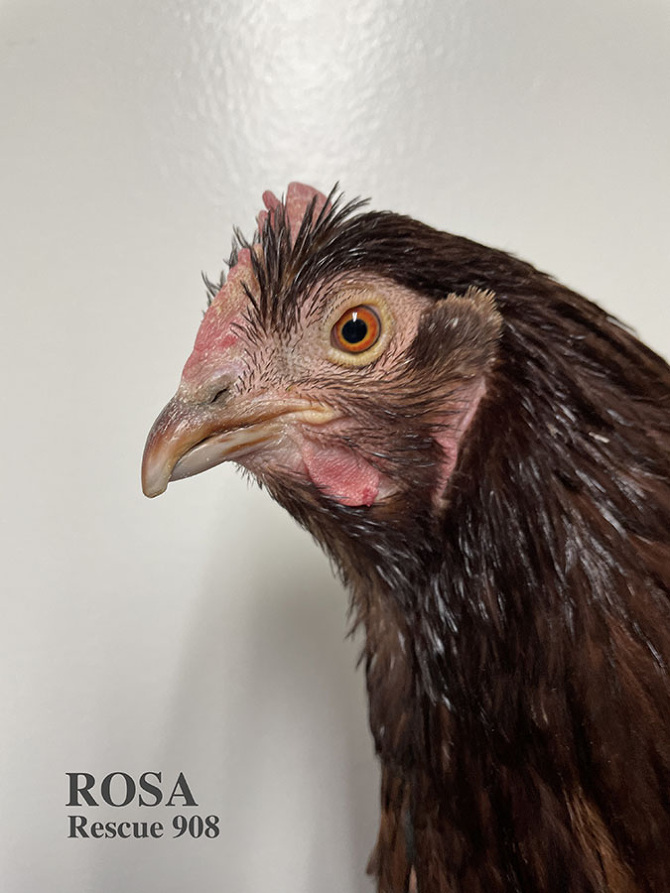 Who lives at Chicken Run Rescue? - CRR