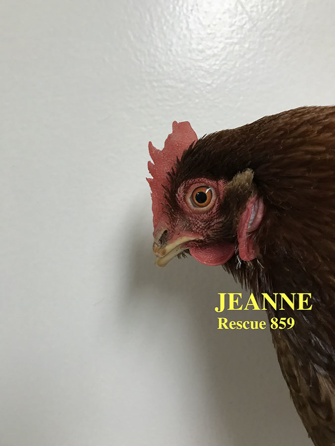 Who lives at Chicken Run Rescue? - CRR