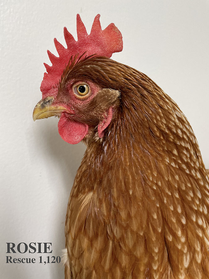 Who lives at Chicken Run Rescue? - CRR