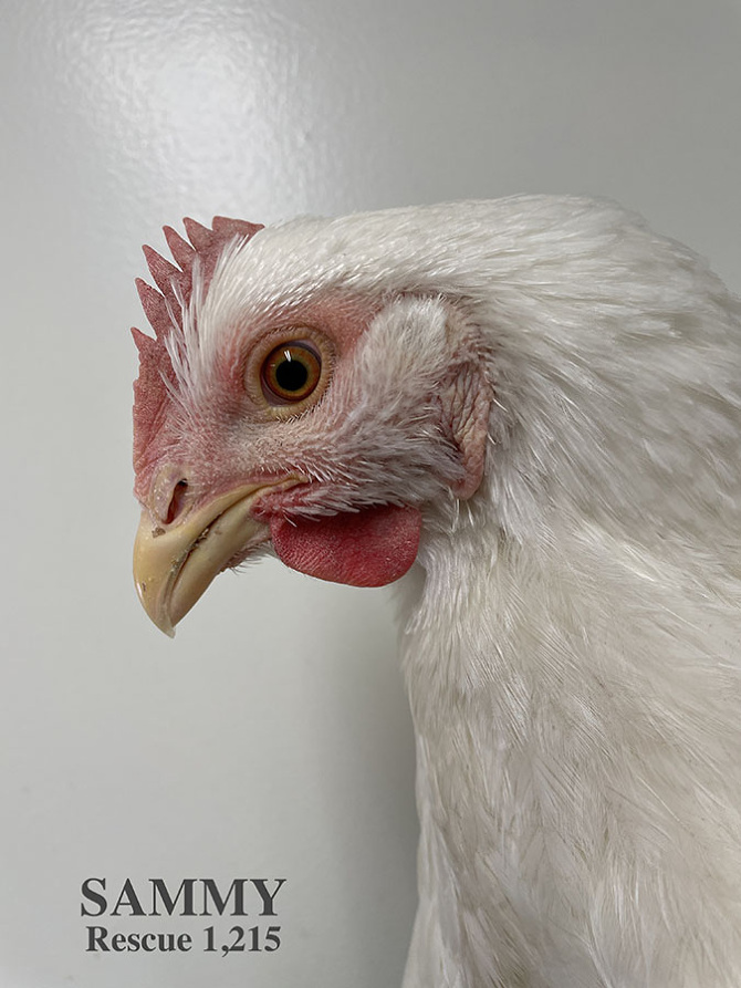 Who lives at Chicken Run Rescue? - CRR