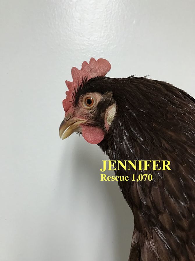 Who lives at Chicken Run Rescue? - CRR