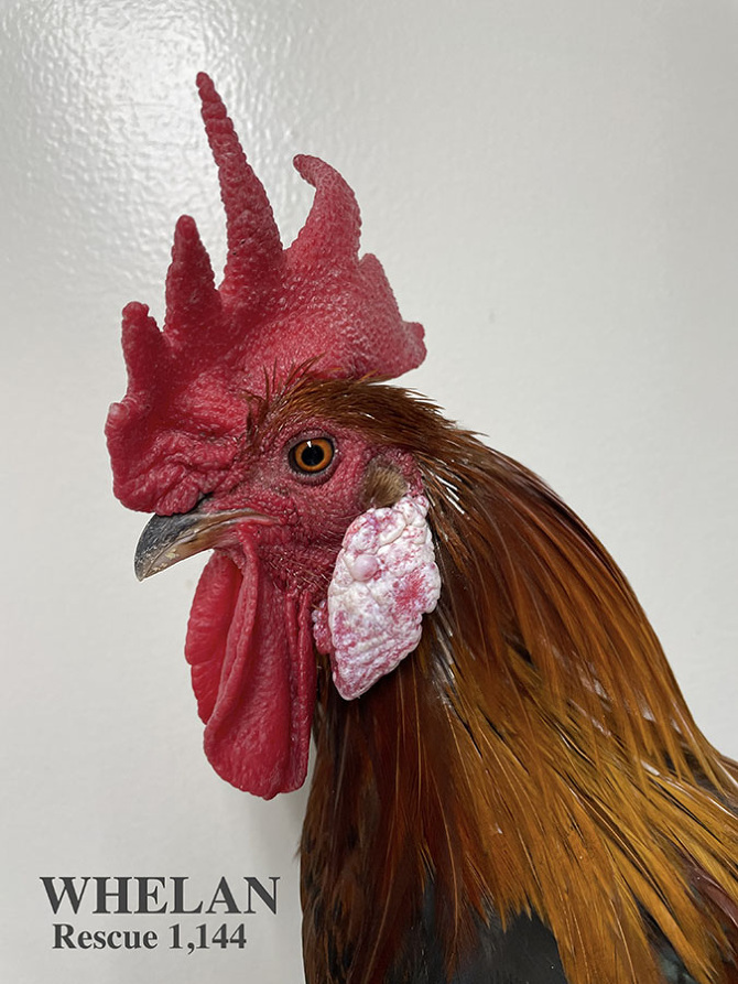 Who lives at Chicken Run Rescue? - CRR