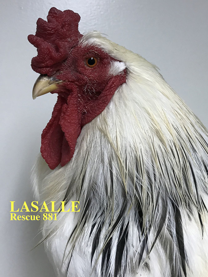 Who lives at Chicken Run Rescue? - CRR