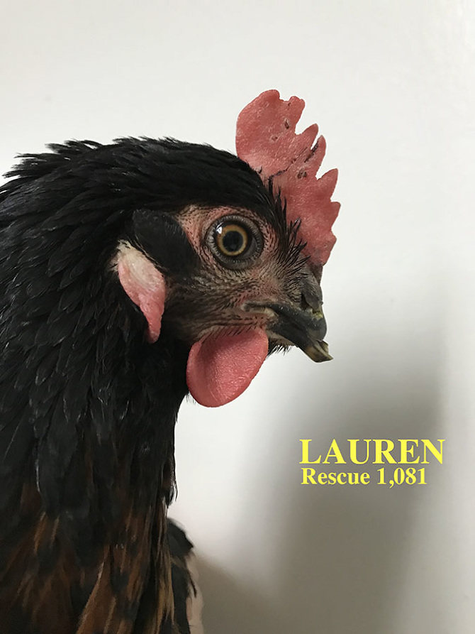 Who lives at Chicken Run Rescue? - CRR