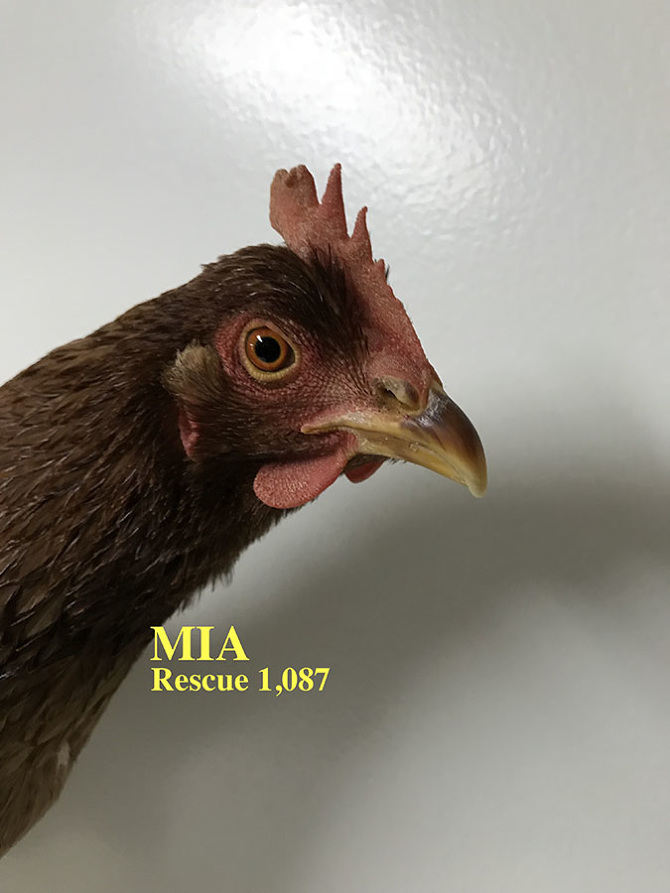 Who lives at Chicken Run Rescue? - CRR