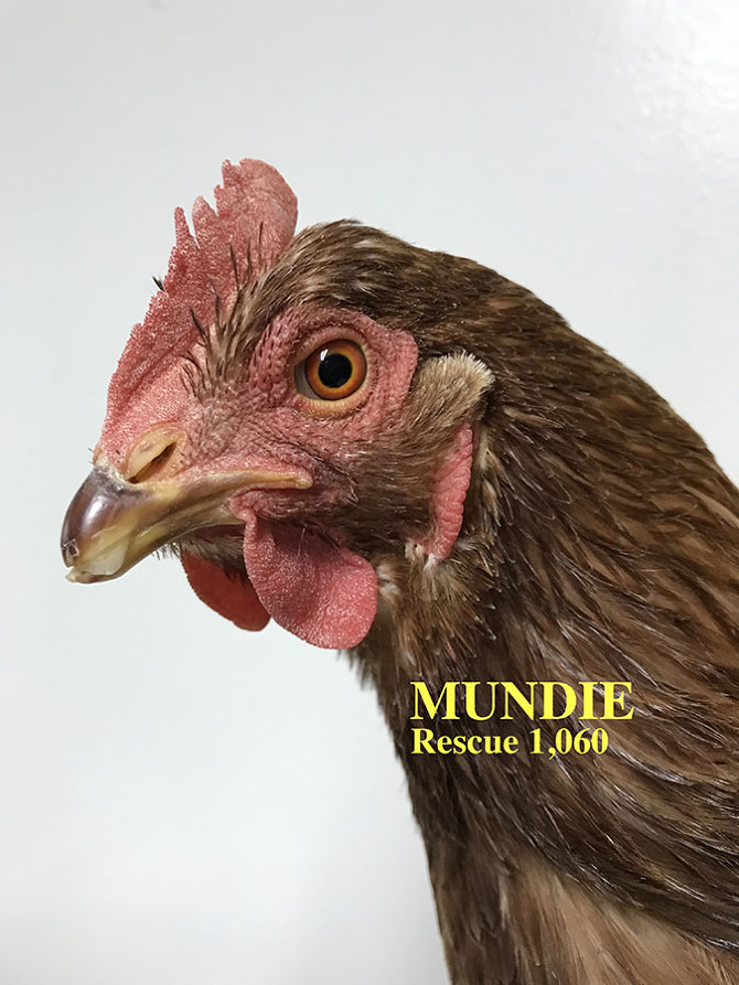 Who lives at Chicken Run Rescue? - CRR