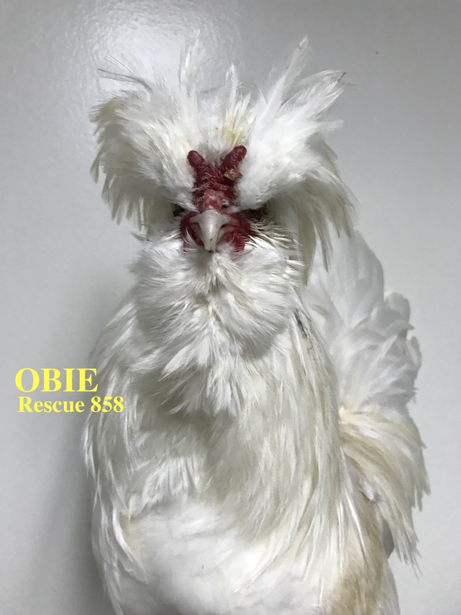 Who lives at Chicken Run Rescue? - CRR