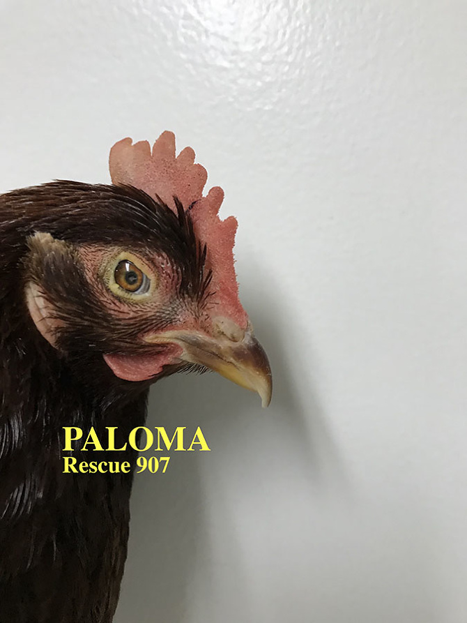Who lives at Chicken Run Rescue? - CRR