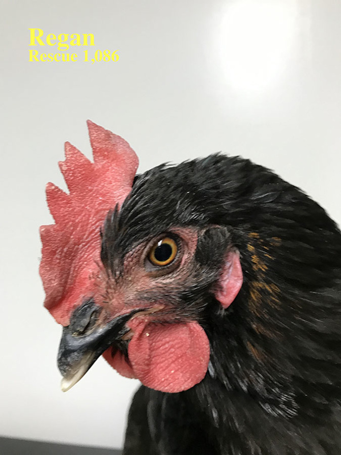 Who lives at Chicken Run Rescue? - CRR
