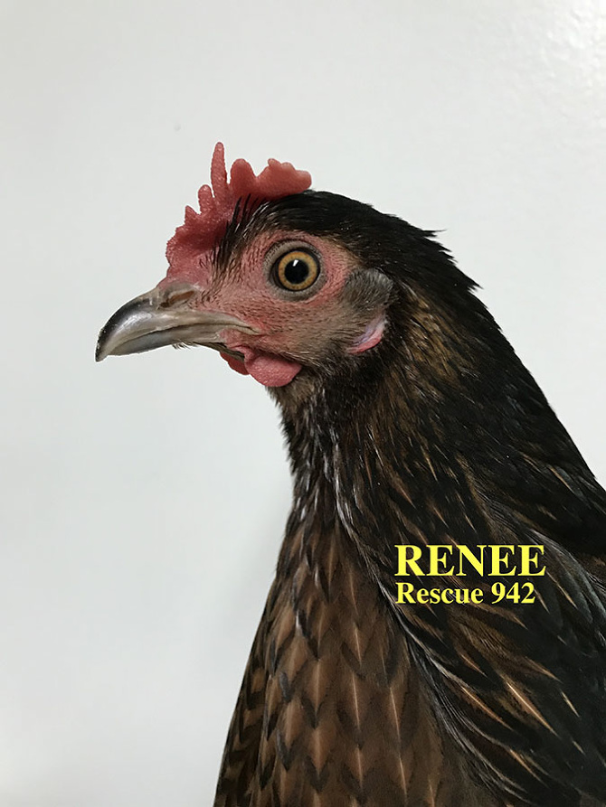 Who lives at Chicken Run Rescue? - CRR