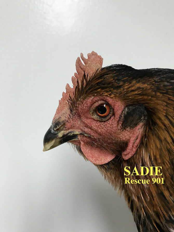 Who lives at Chicken Run Rescue? - CRR