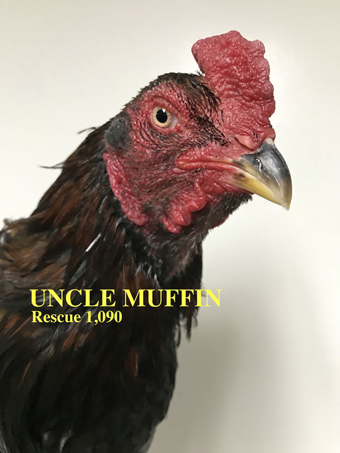 Who lives at Chicken Run Rescue? - CRR