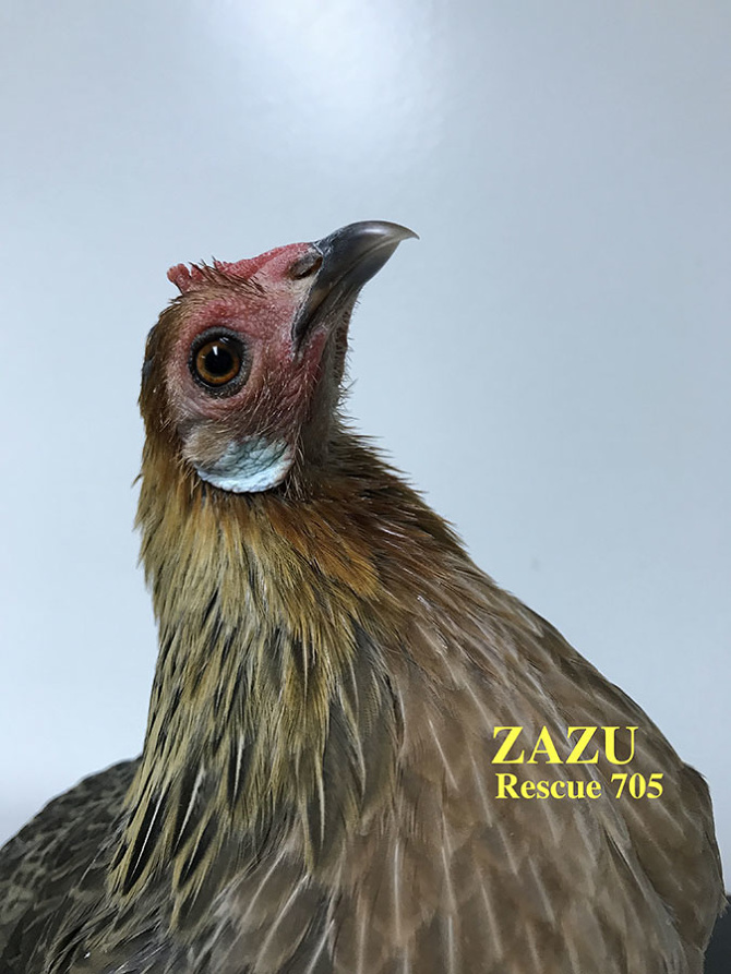 Who lives at Chicken Run Rescue? - CRR