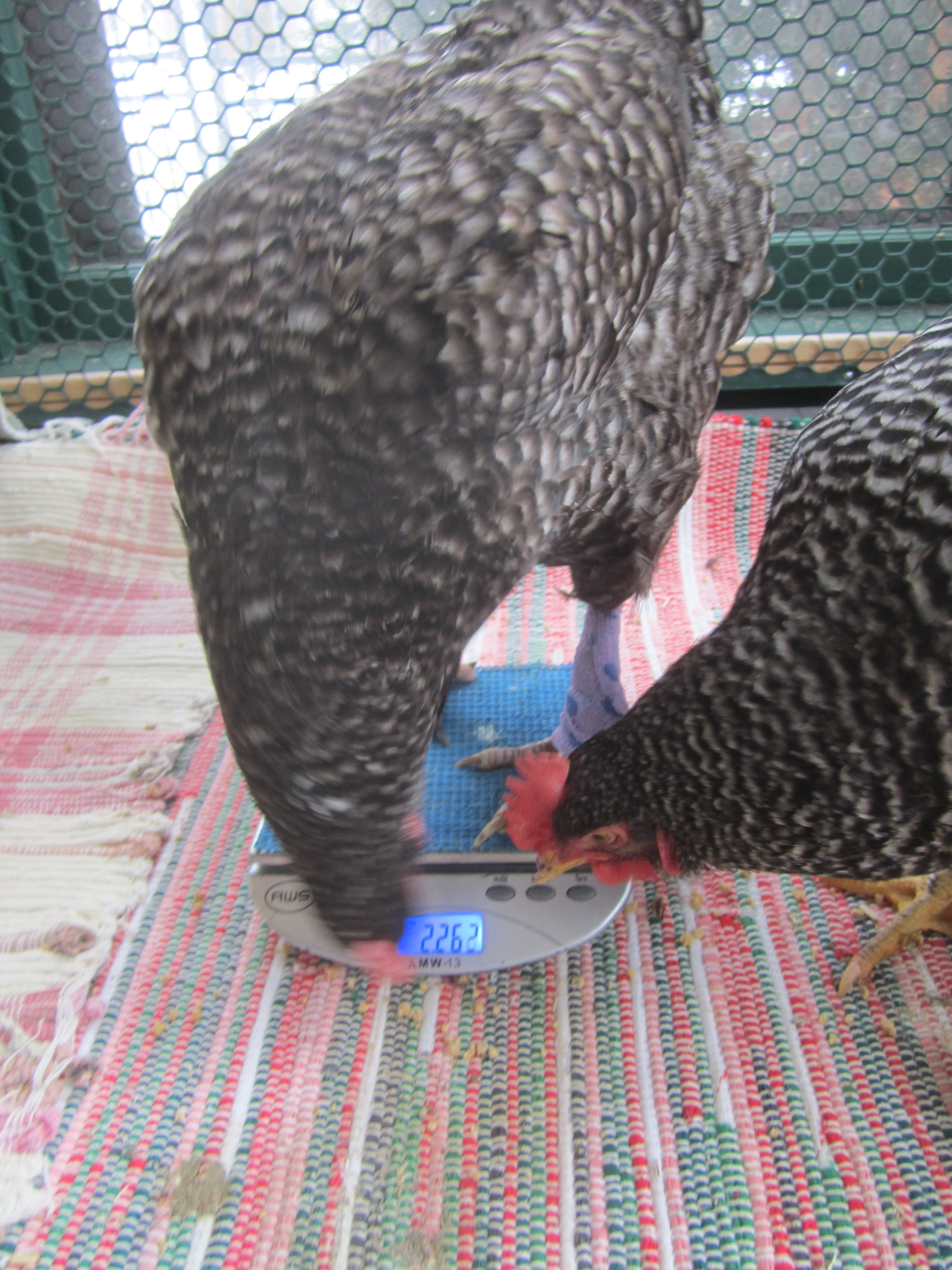 Chicken Health Resources - CRR