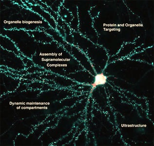 How Do Synapses Form Memory Synapses How Do Synapses Form Memory Synapses