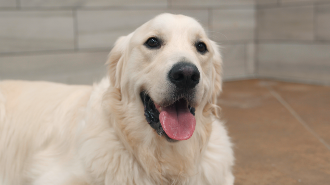 Petsmart "Doggy Day Camp"