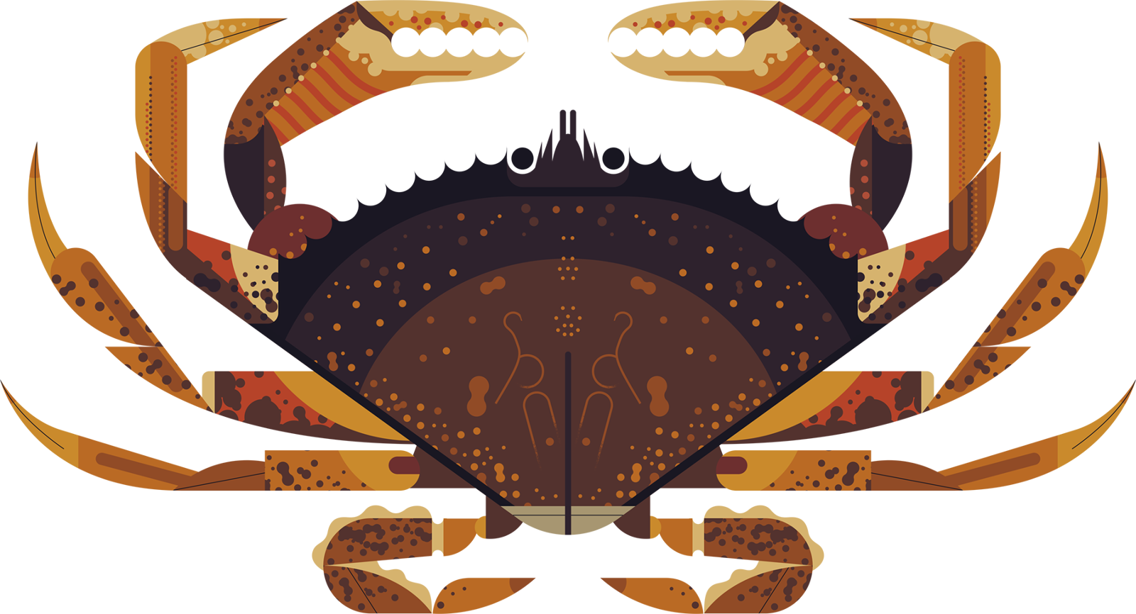 Dungeness Crab Owen Davey Illustration