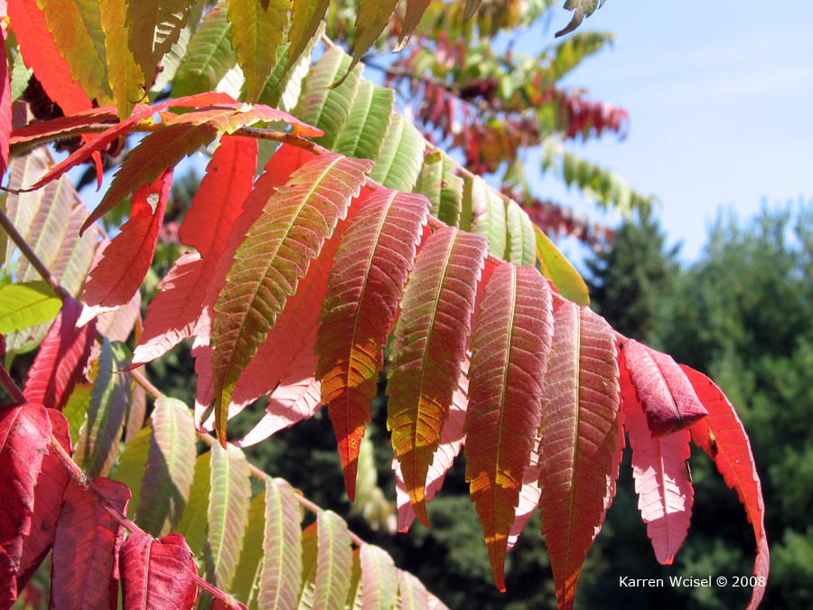 Rhus typhina plantas2