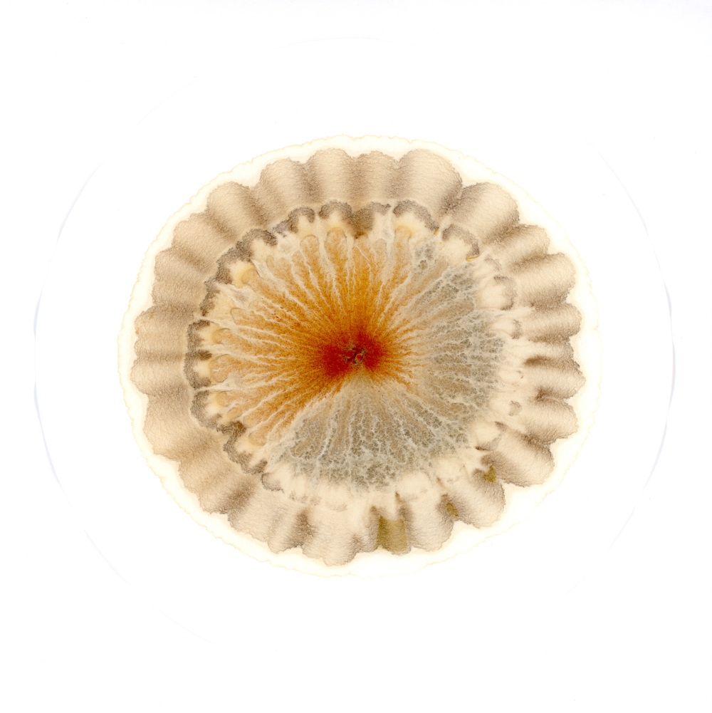 Soil Chromatography Scott Hunter