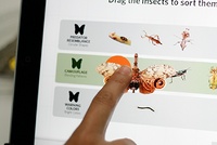 Insect Adaptations - Lia Martinez