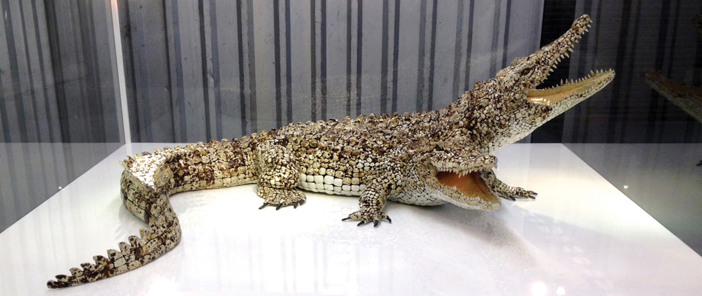 two-headed-crocodile-sarah-lee-s-portfolio