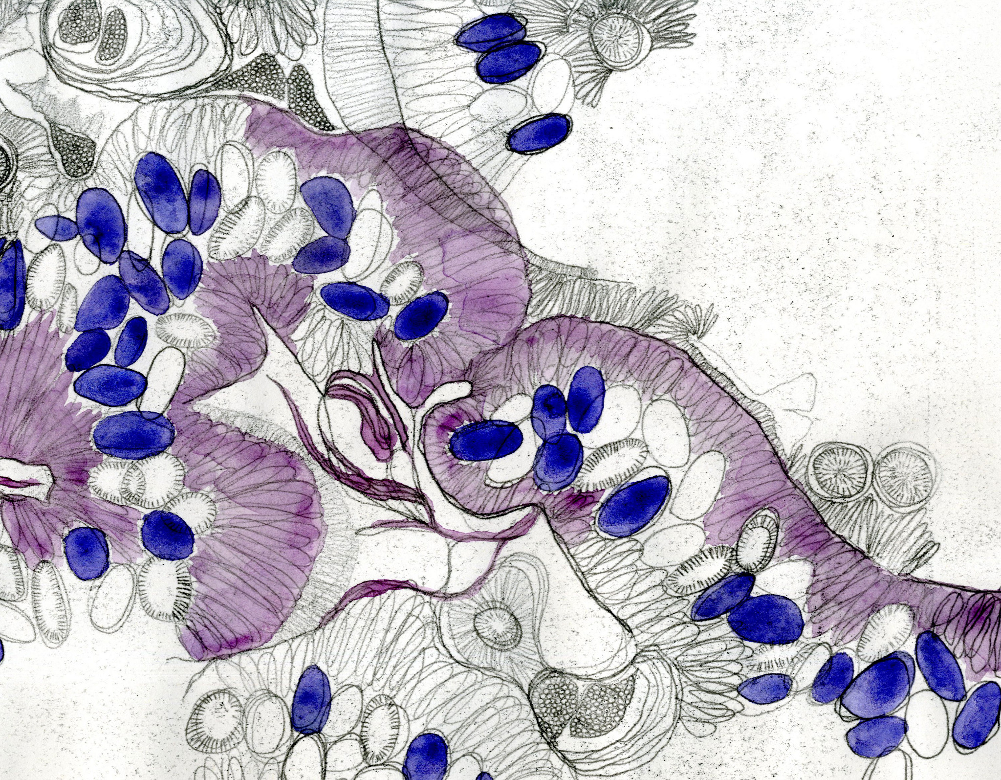 Stunning Cell Wall Drawings Simple Steps To Success - gpgw6pz