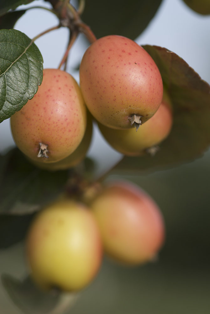 Of Sisters and Clones: An Interview with Jessica Rath - Venue