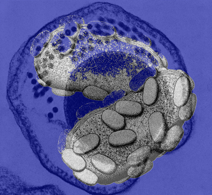 Viruses & Bacteria Maria MartínezCañas