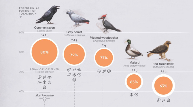 Bird Brain - monica candela