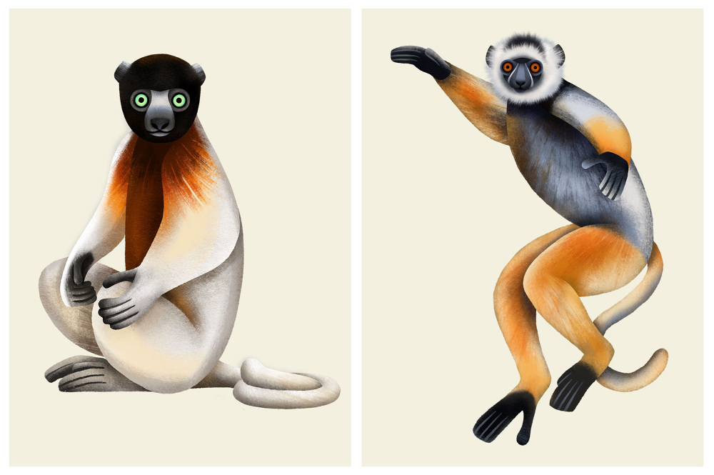 Lemur Conservation Network - Caitlin Hansen
