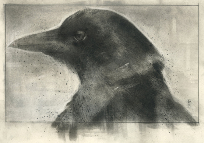 Crows Graphite Crow - Tara Bush Art & Illustration