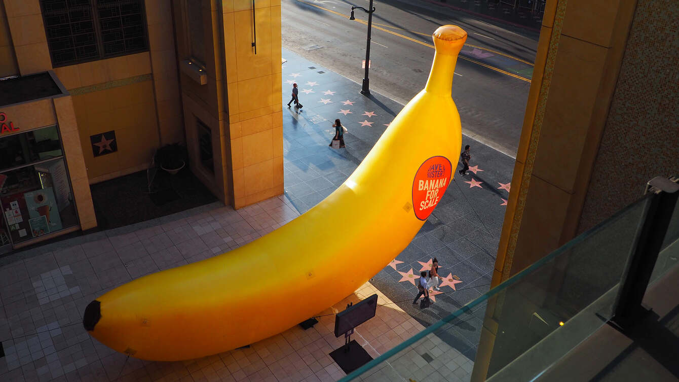 DAVE & BUSTER'S BIG BANANA FOR SCALE - WILL PAUGH