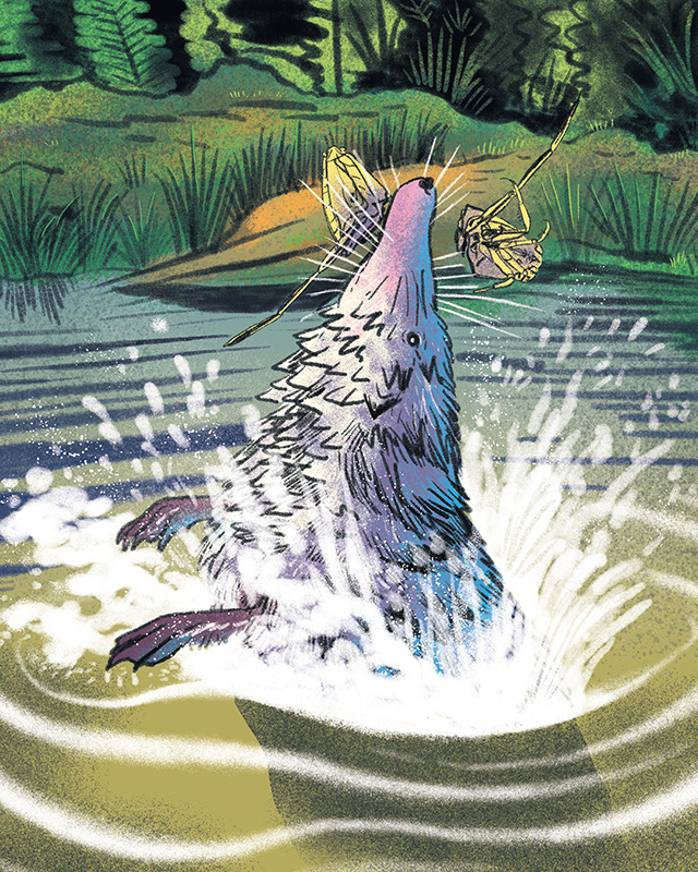 L'épopée de la forêt en cent épisodes Nikol portfolio