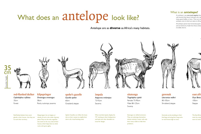 Informational - Kimberly Frisch Illustration